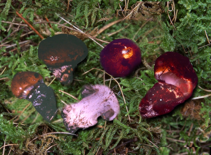Cortinarius pansa